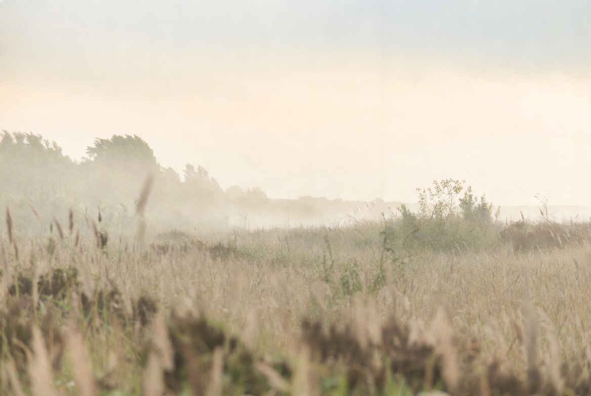 Graanveld in zachte ochtendmist — openheid en stilte
