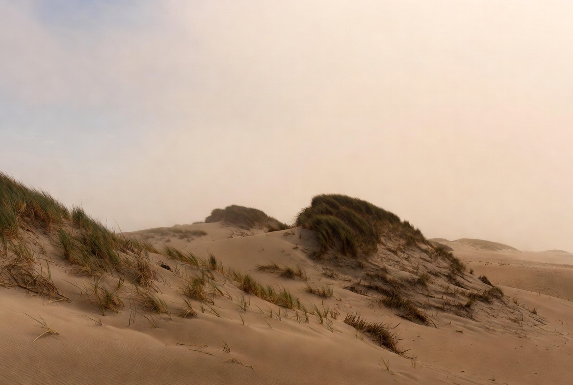Zandduinen met helmgras in zachte ochtendmist