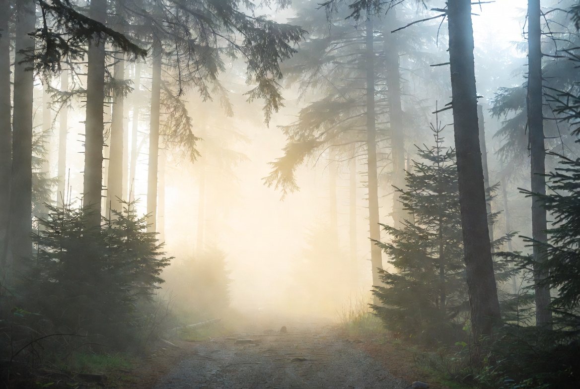 Warm zonlicht schijnt door een mistig bos — een weg die zich opent